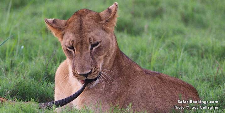 African lion in Gorongosa National Park