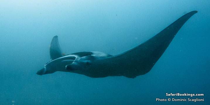 Giant manta ray