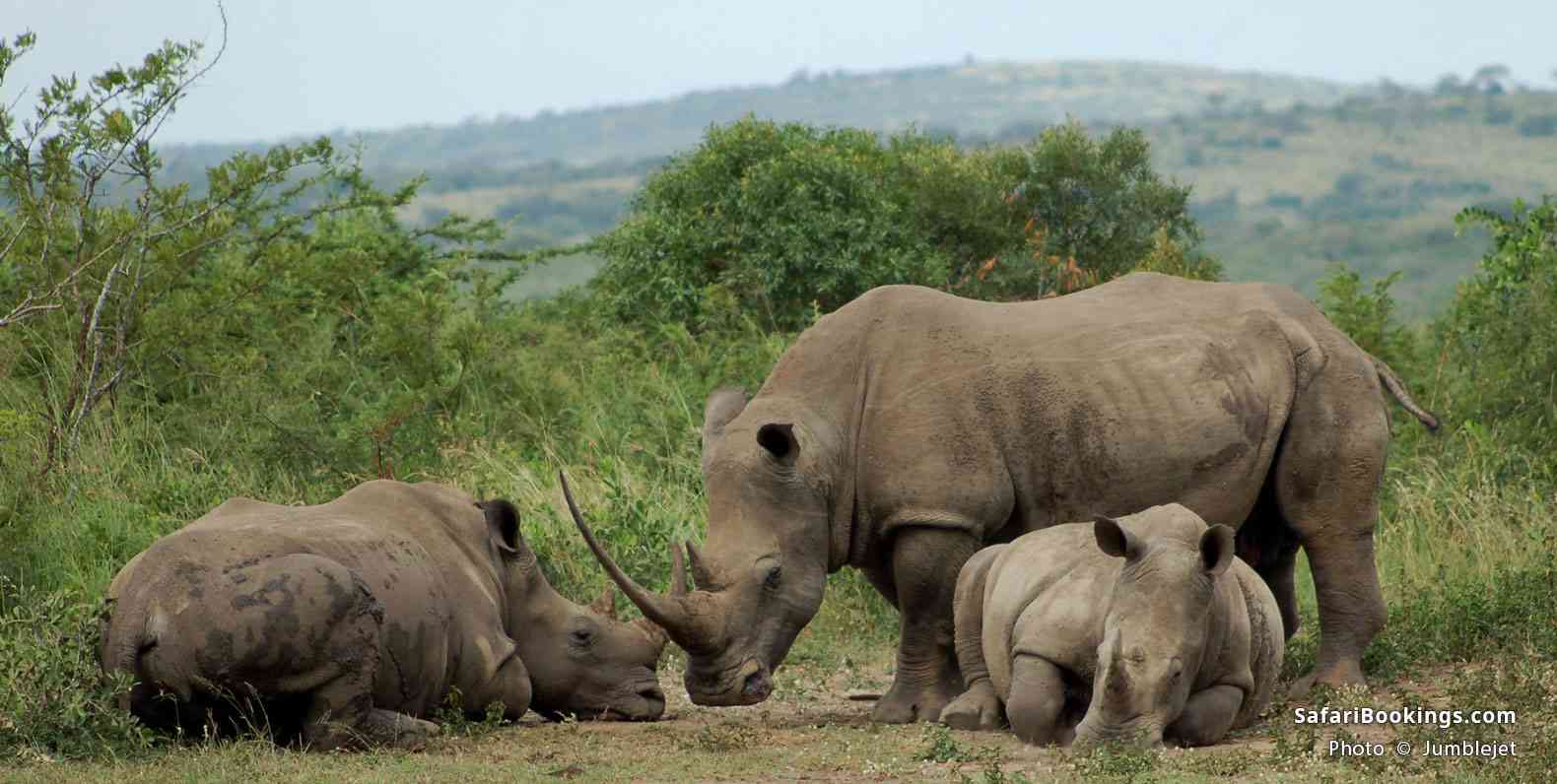 Rhino Grazing at Hluhluwe Umfolozi Park