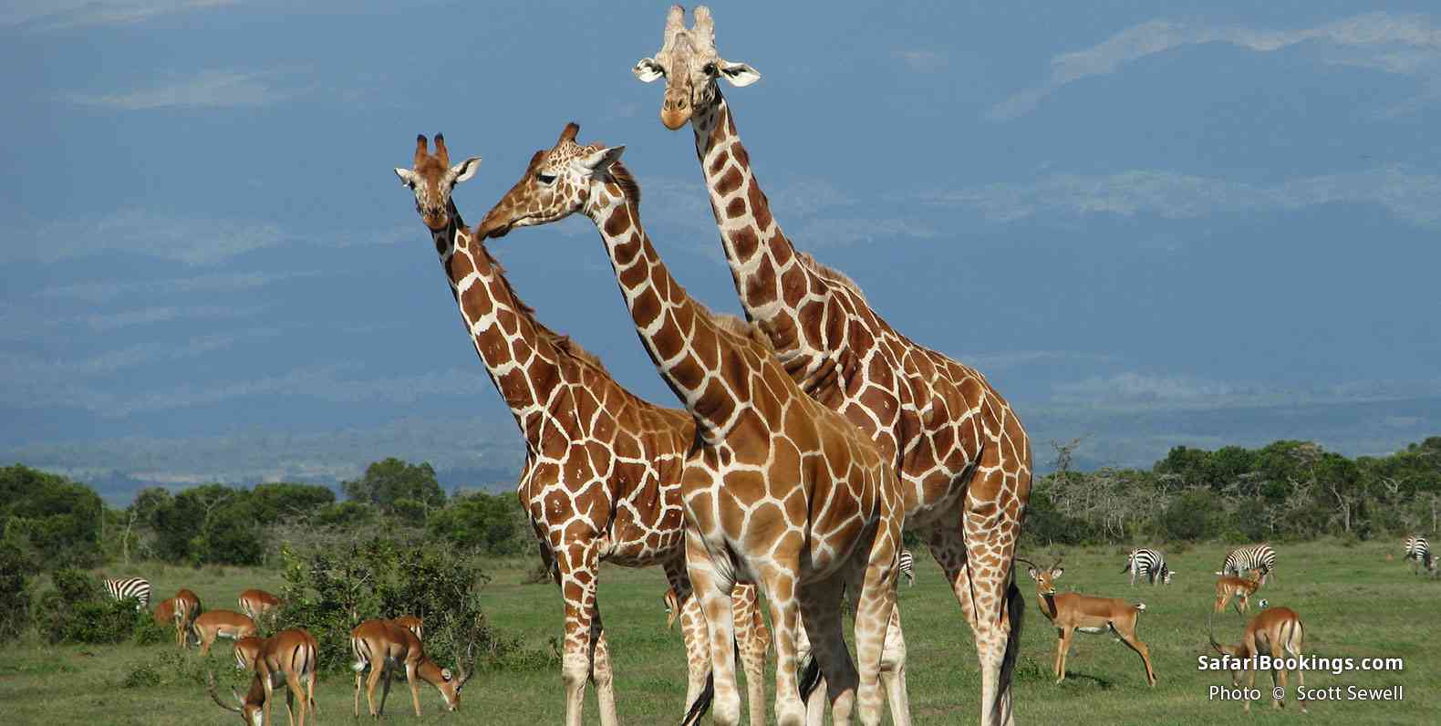 Reticulated Giraffes at Meru National Park