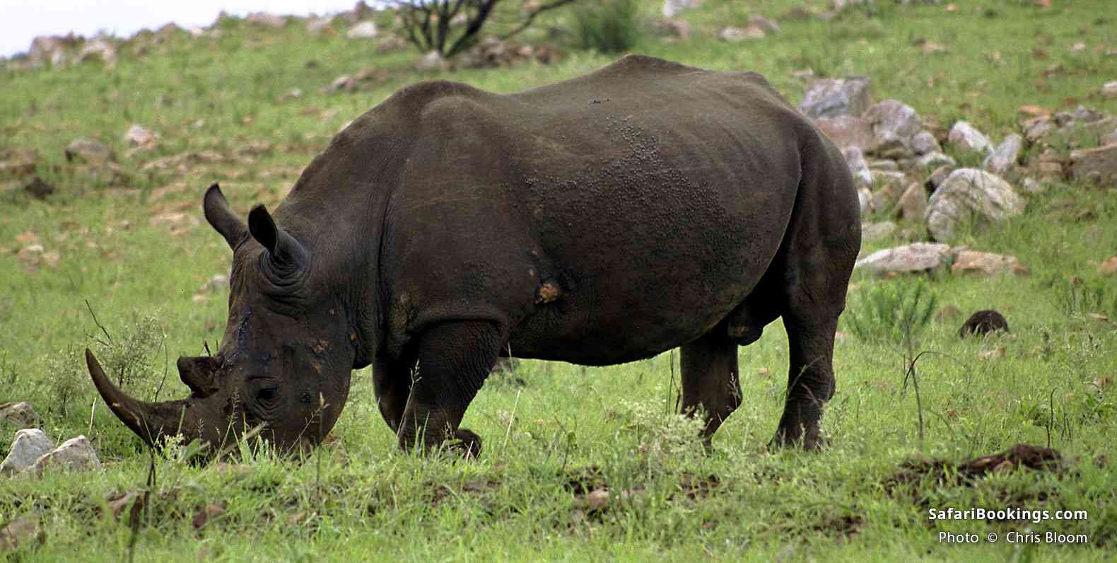 Rhino Grazing at Pongola Game Reserve