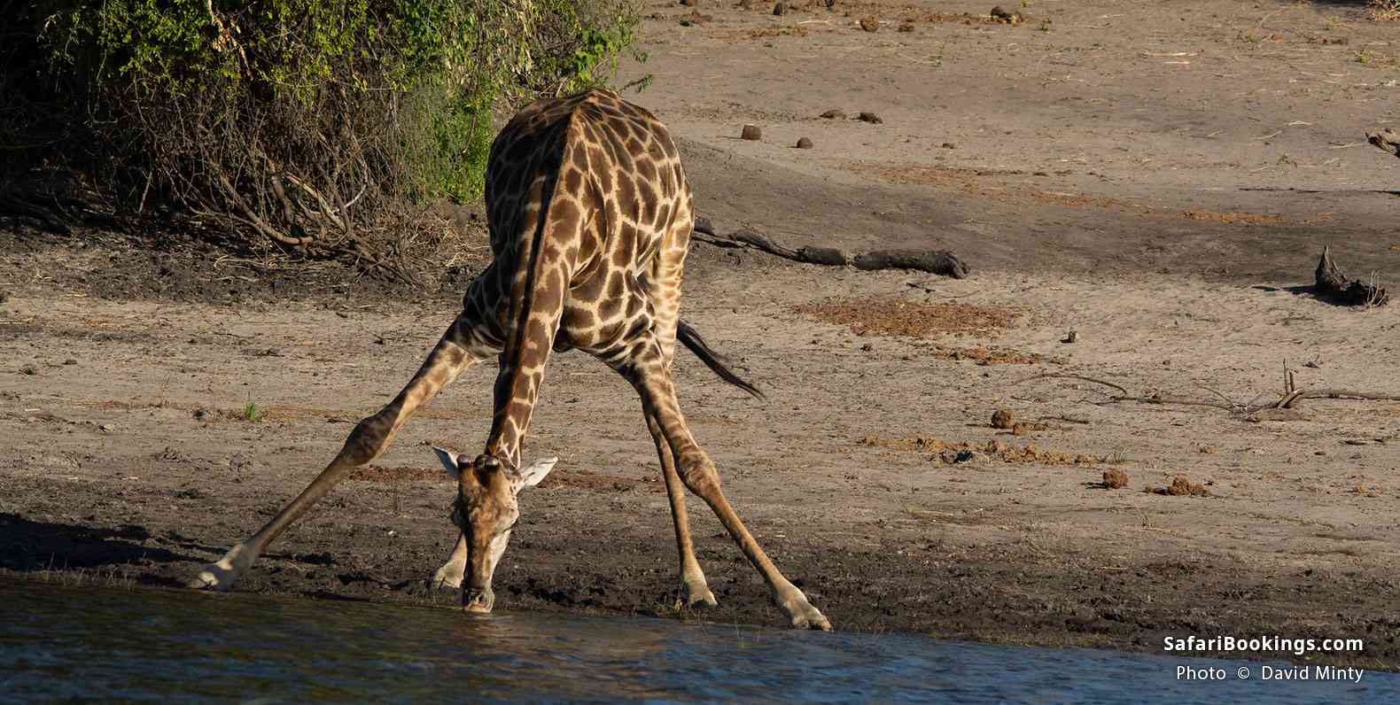 Giraffe drinking in Botswana at Selous Game Reserve/Nyerere National Park