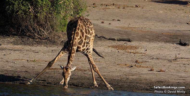 Giraffe drinking in Botswana at Selous Game Reserve/Nyerere National Park