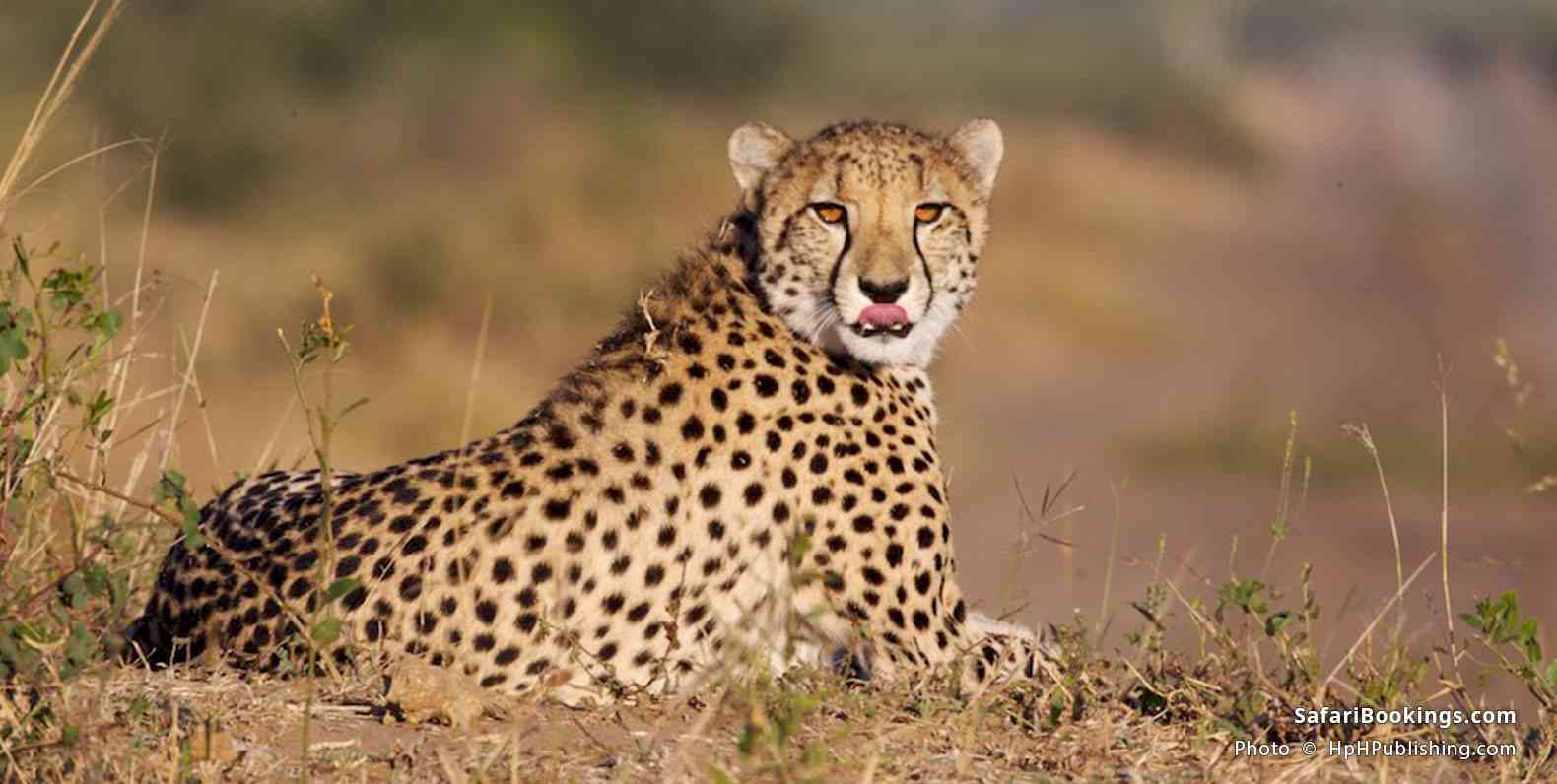 Cheetah at Phinda Private Game Reserve