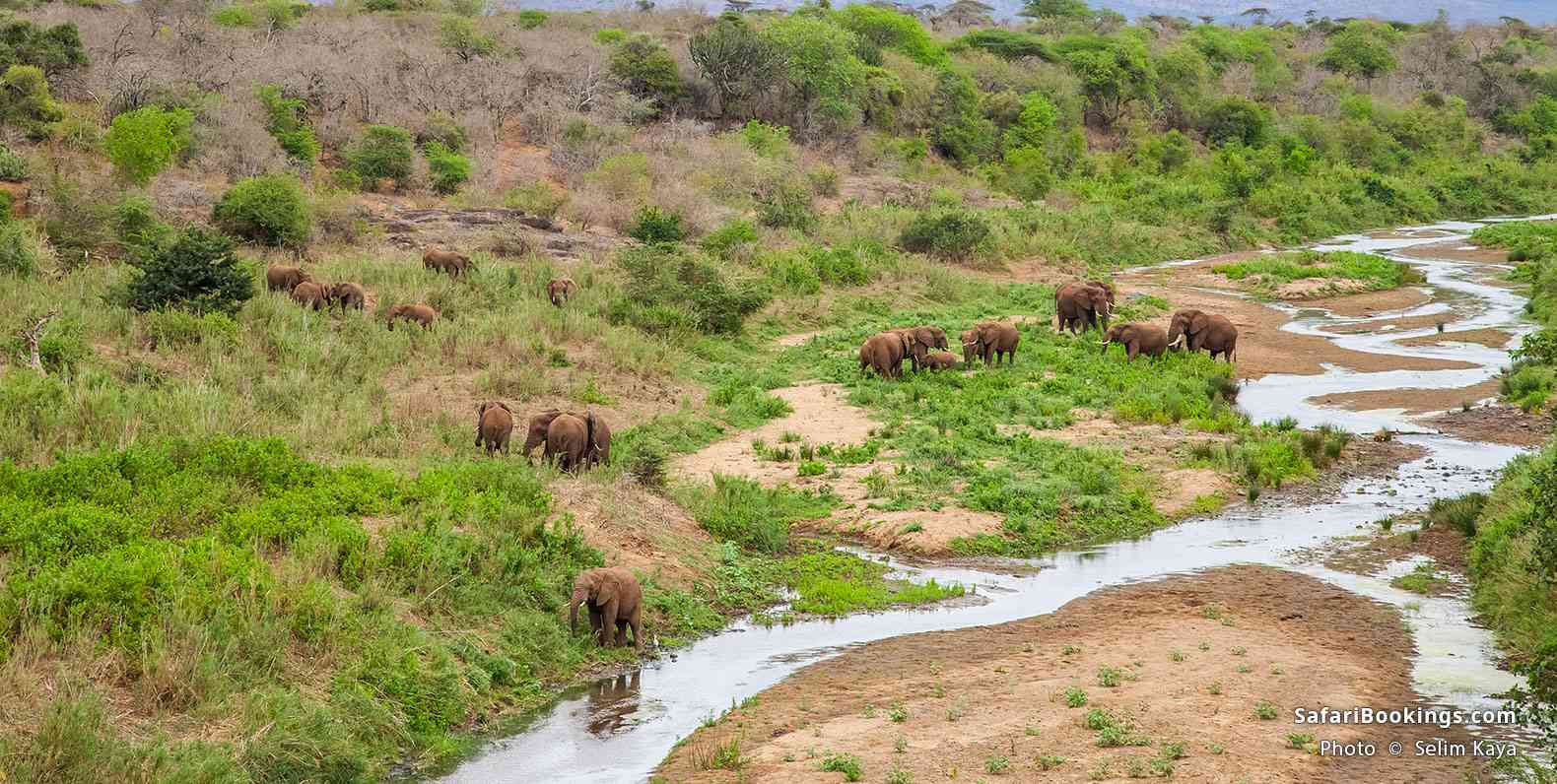 Elephants at iSimangaliso Wetland Park