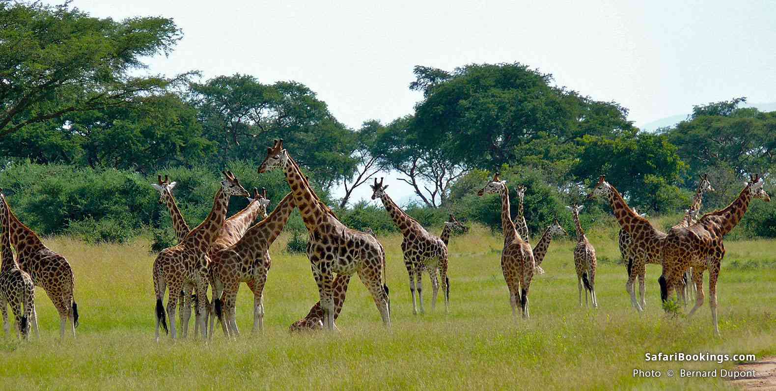 Rothschild's Giraffes at Murchison Falls, Uganda