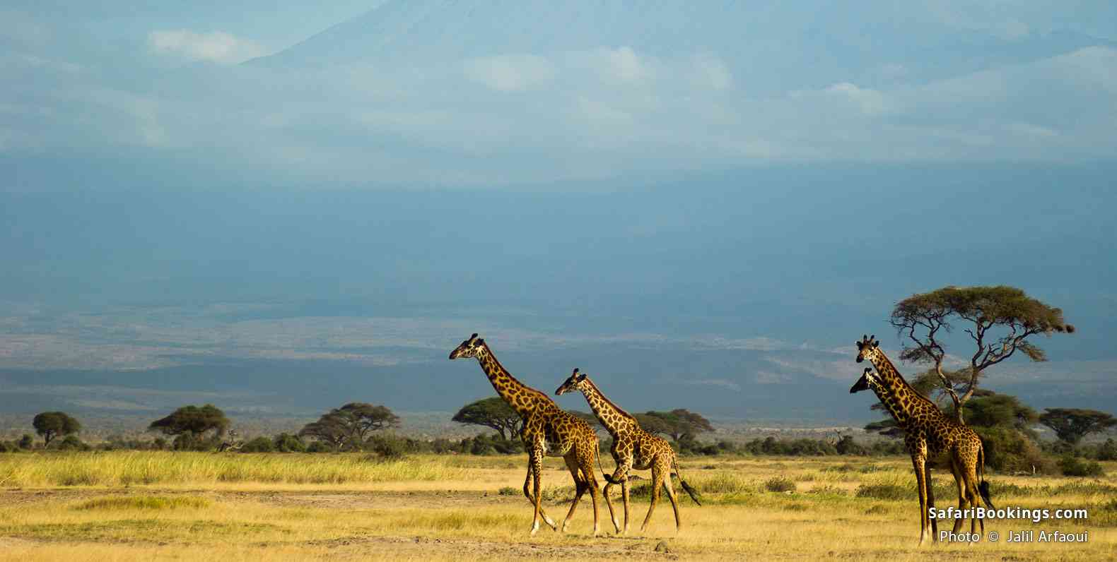 Four giraffes walking not that far from Africa's roof