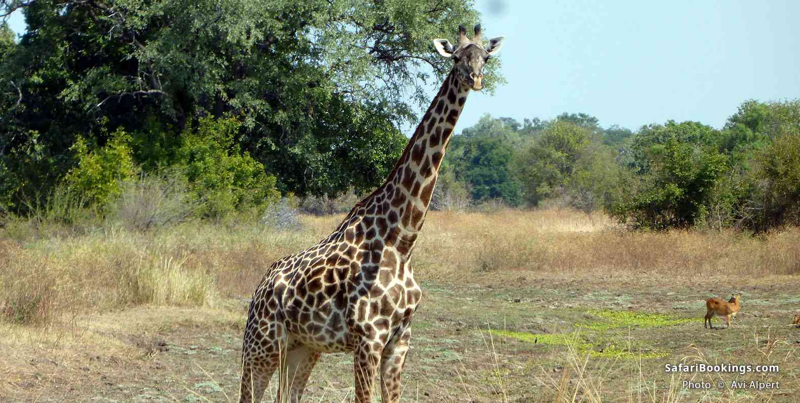 Thornicroft's Giraffe in Luangwa