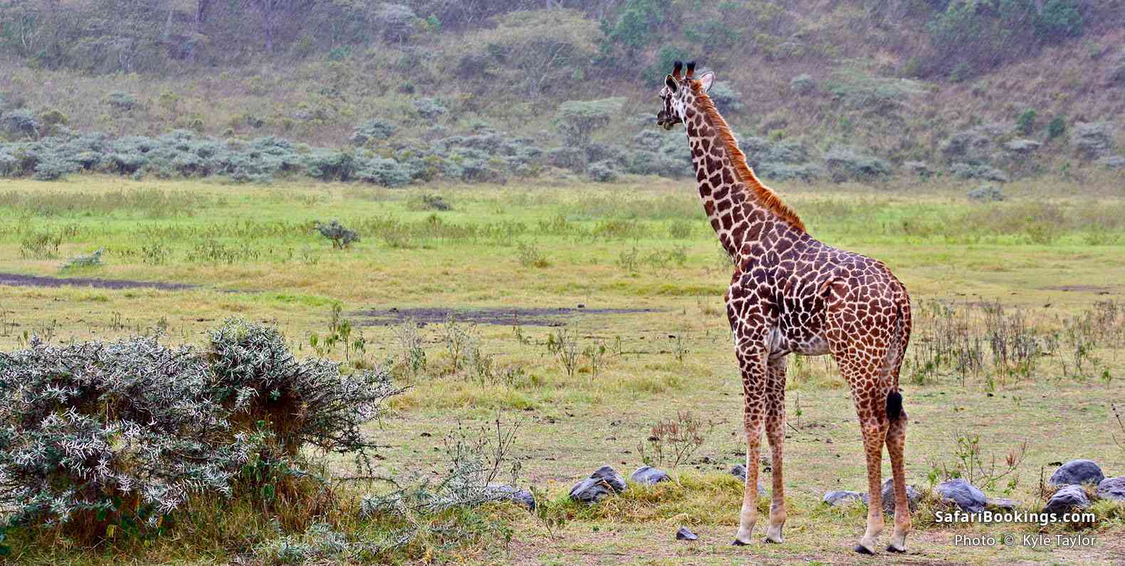 Giraffe at Arusha National Park