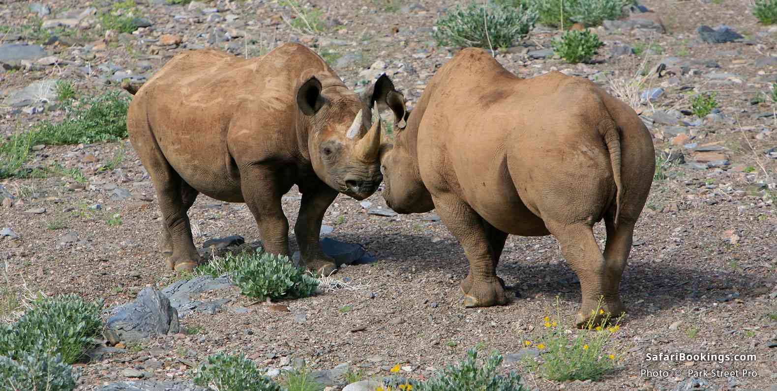 Secret Rhino meeting in Damaraland
