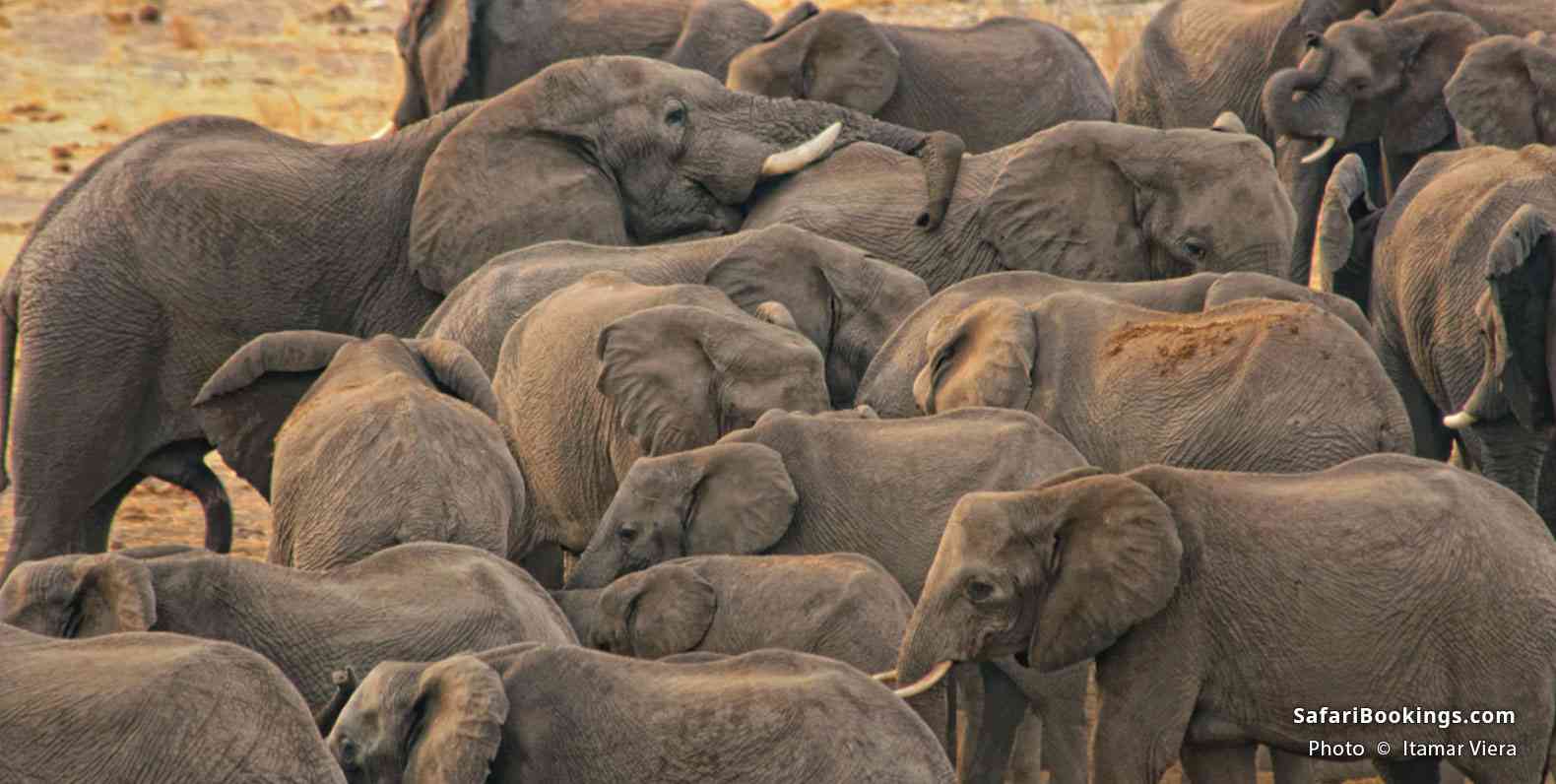 Elephants in Khaudum