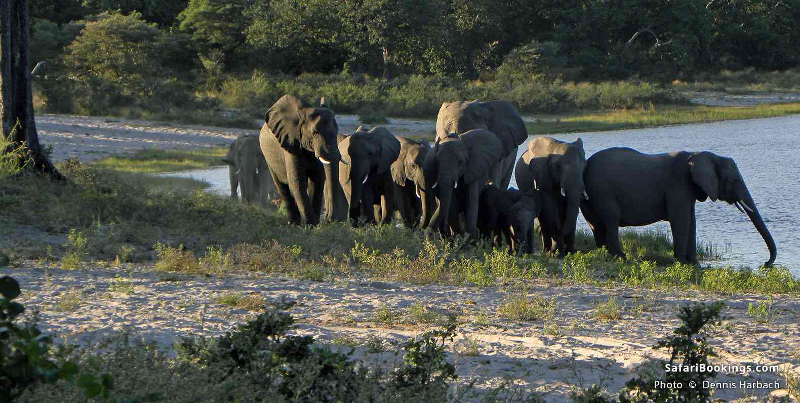 Herd of elephants at Bwabwata