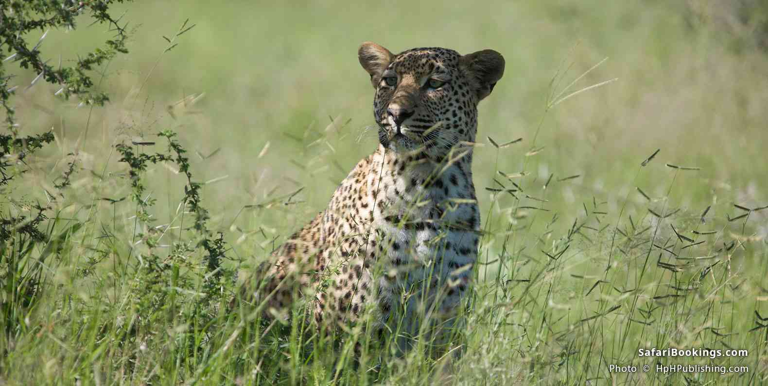 Leopard at Sabi Sand Game Reserve