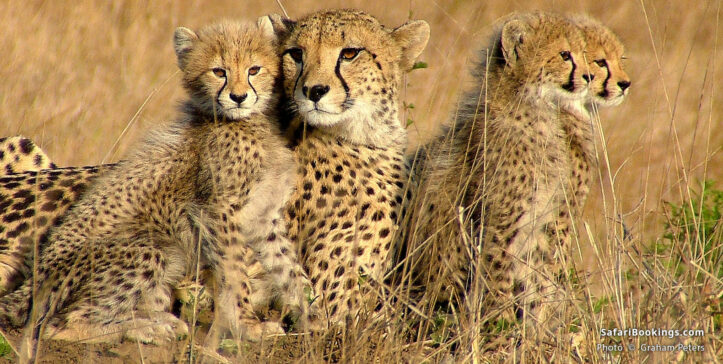 Cheetah family in Phinda Game Reserve