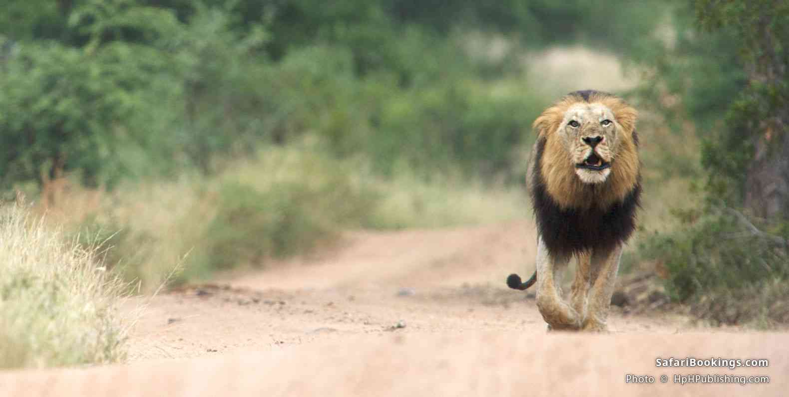 Male lion on the move at MalaMala Game Reserve
