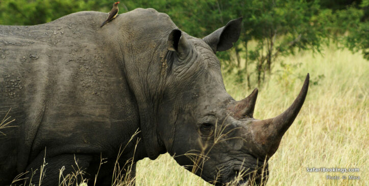 White rhino in Manyeleti Game Reserve