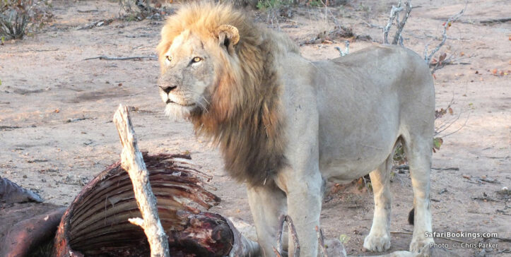 Lion guarding over a giraffe kill in Timbavati Nature Reserve