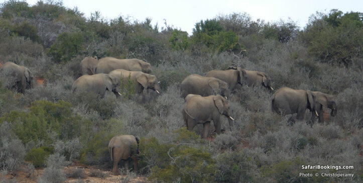 Elephants in Kwandwe Game Reserve