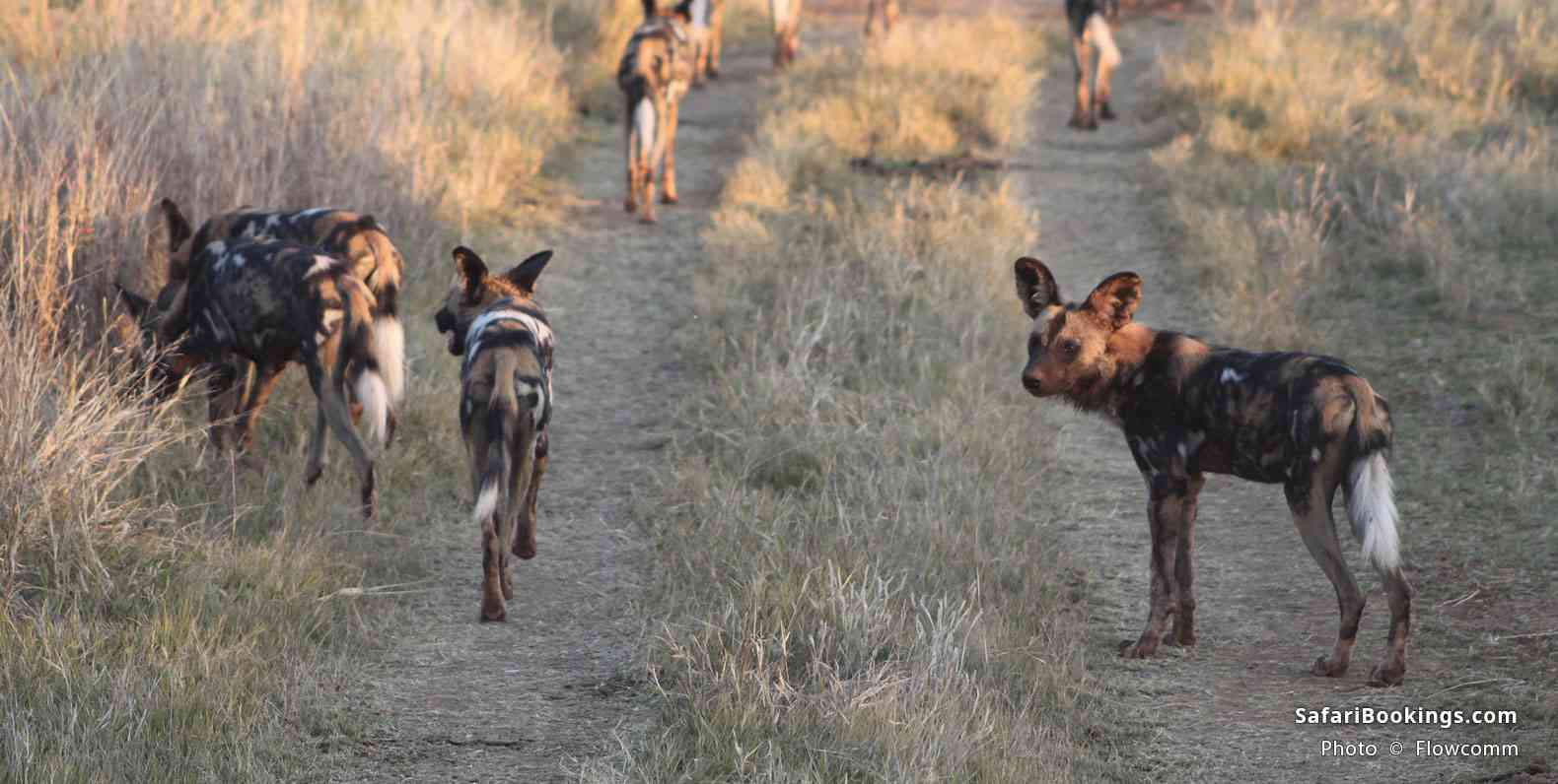 Wild dogs at sunset