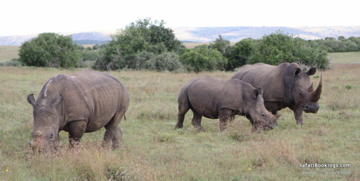 White Rhinos in Shamwari Game Reserve