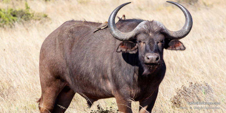 Buffalo in Amakhala Game Reserve