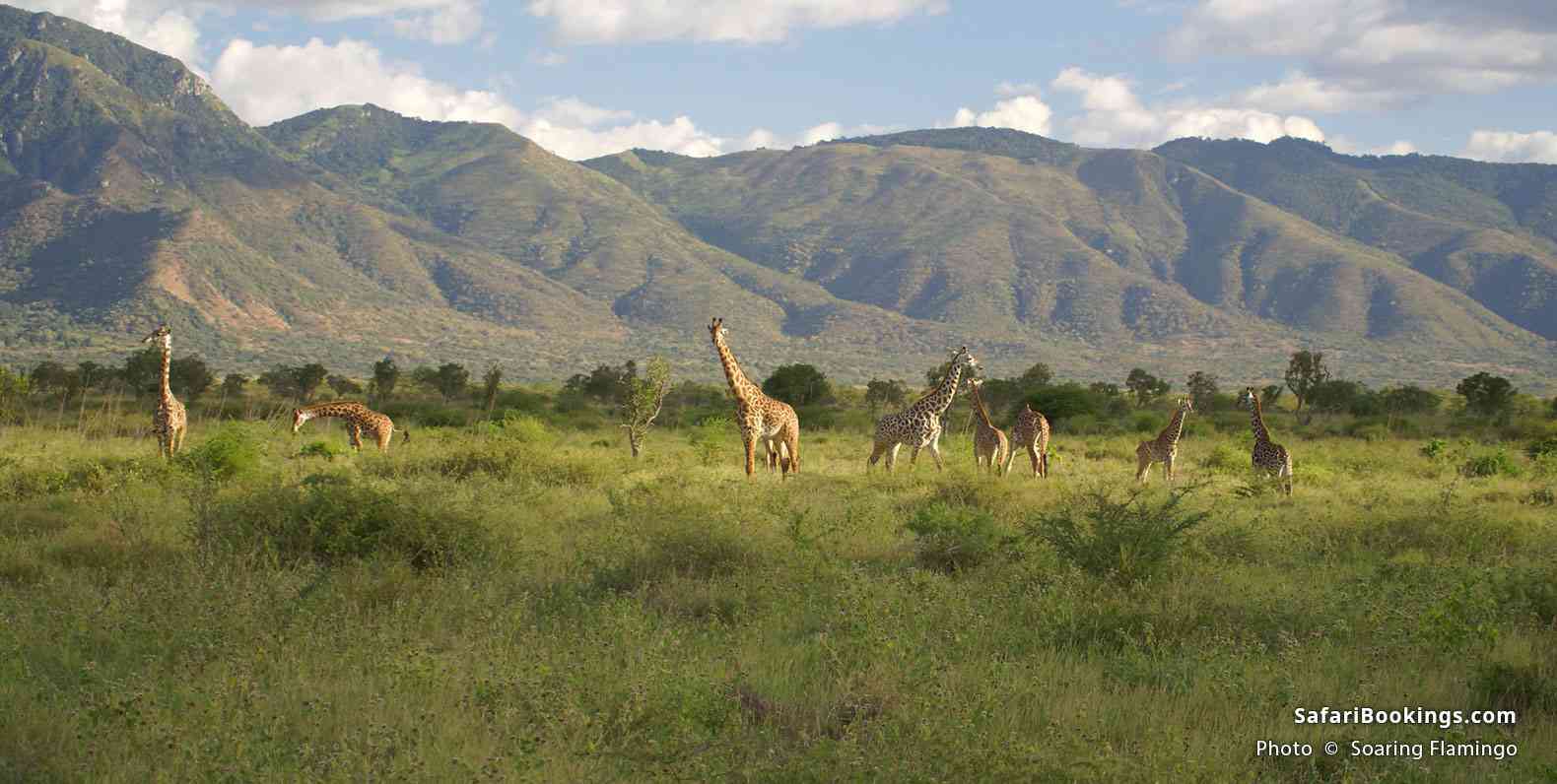 Group of giraffes