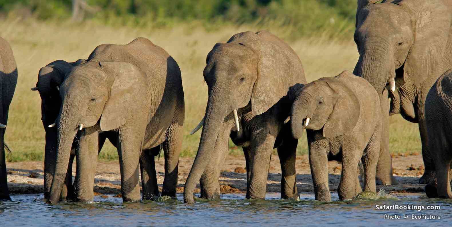 Herd of elephants at a waterhole