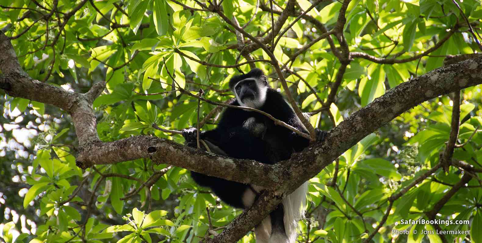 Black-and-white colobus