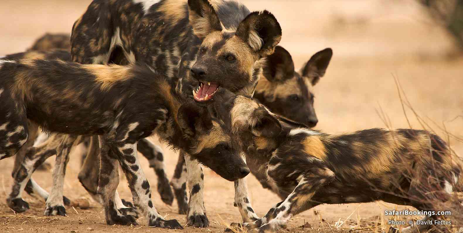 A pack of wild dogs playing