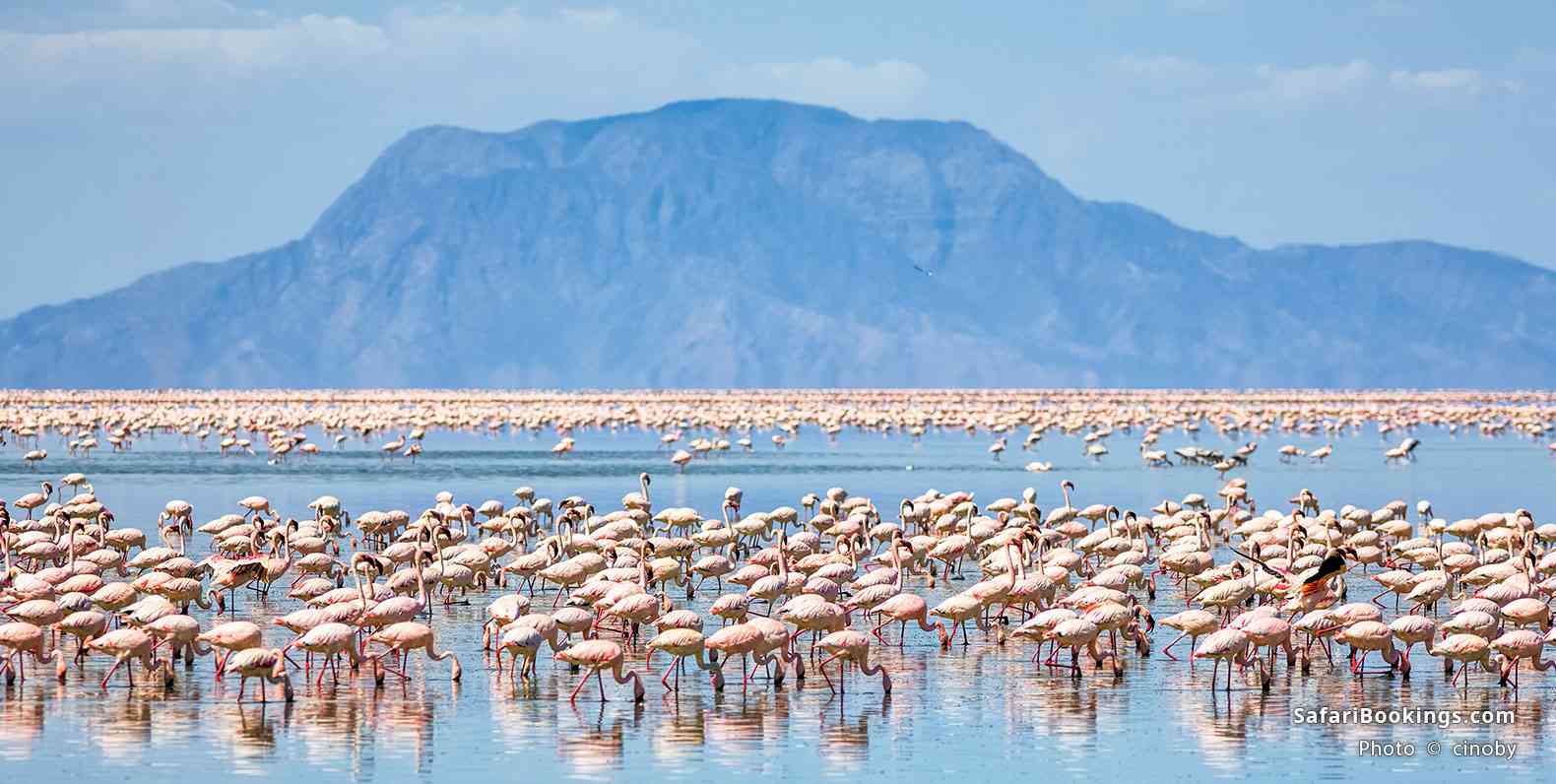 Flamingos feeding in the lake