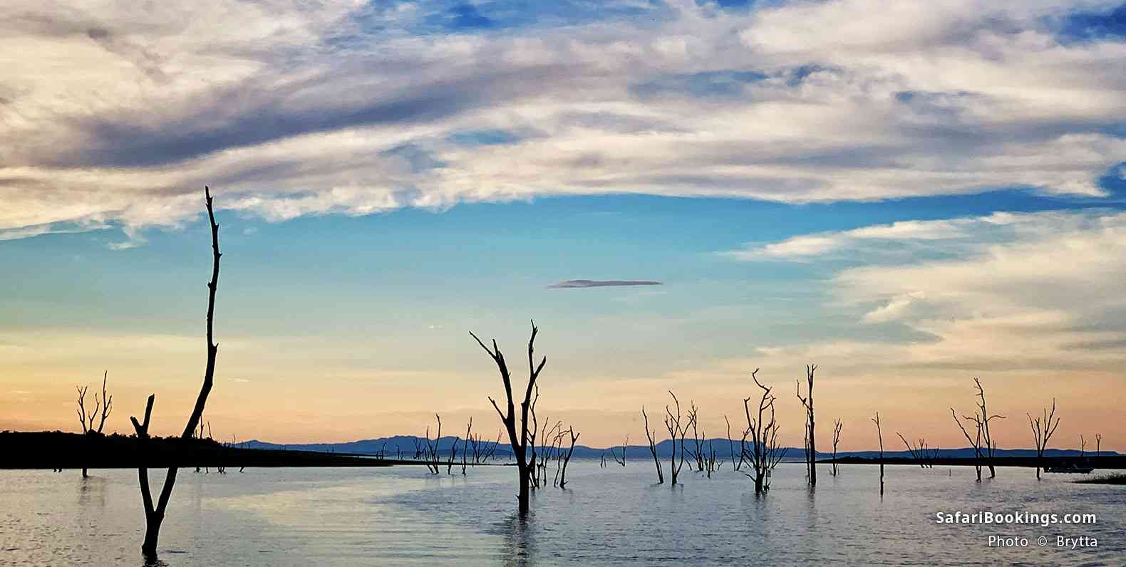 Dead trees standing in the man-made lake