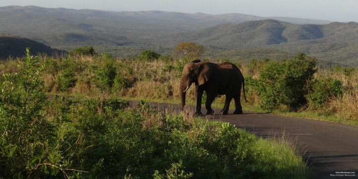 Best Safari Parks and Game Reserves Near Durban