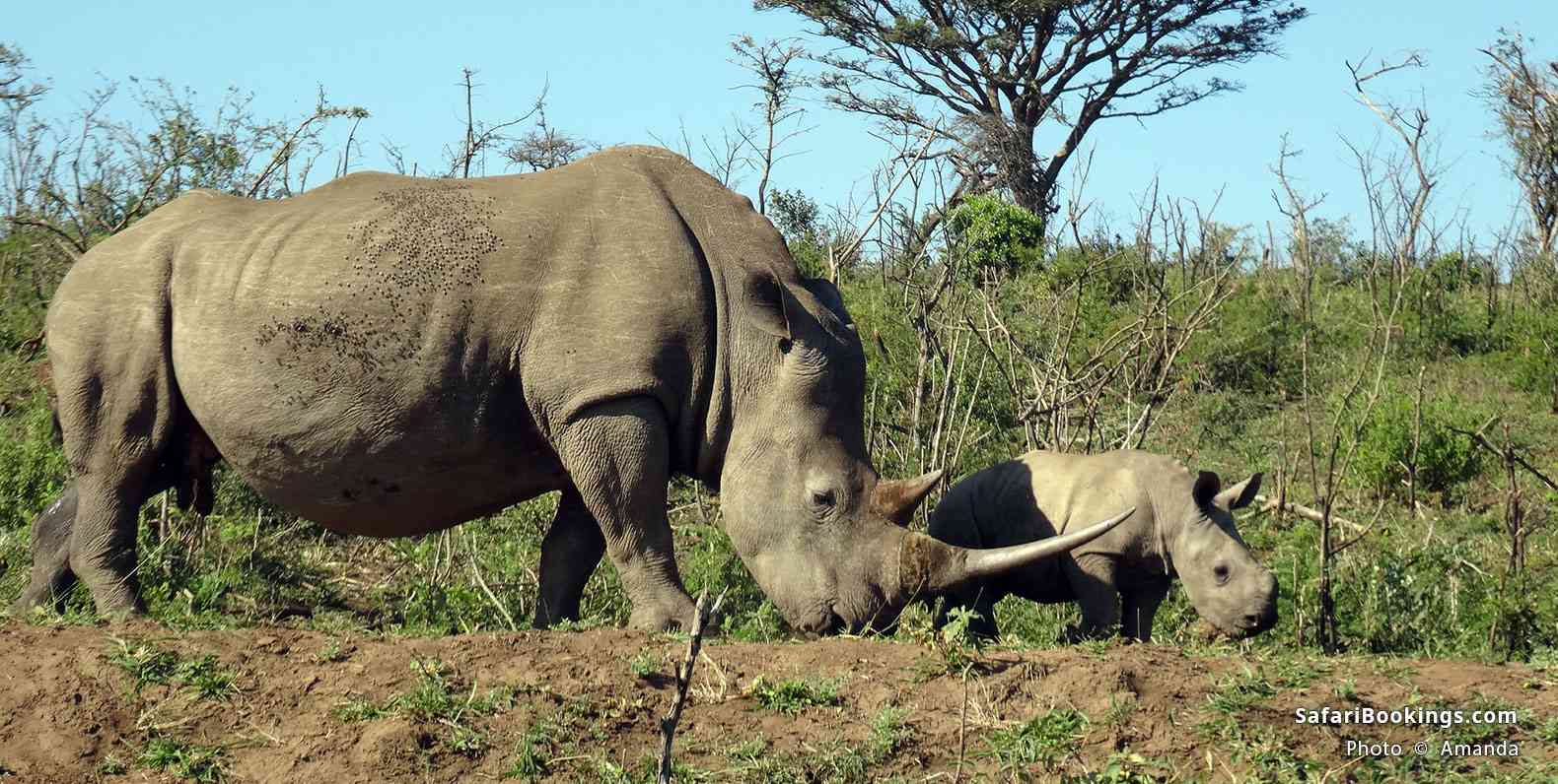 Rhino and baby at Hluhluwe Park