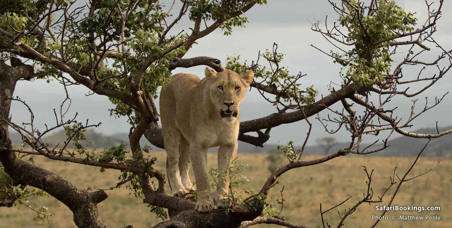 Lioness at Phinda Game Reserve