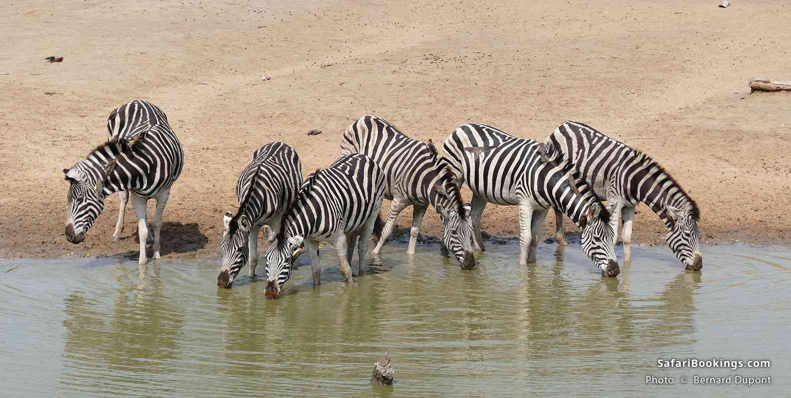 Plains Zebra drinking at uMkhuze Game Reserve