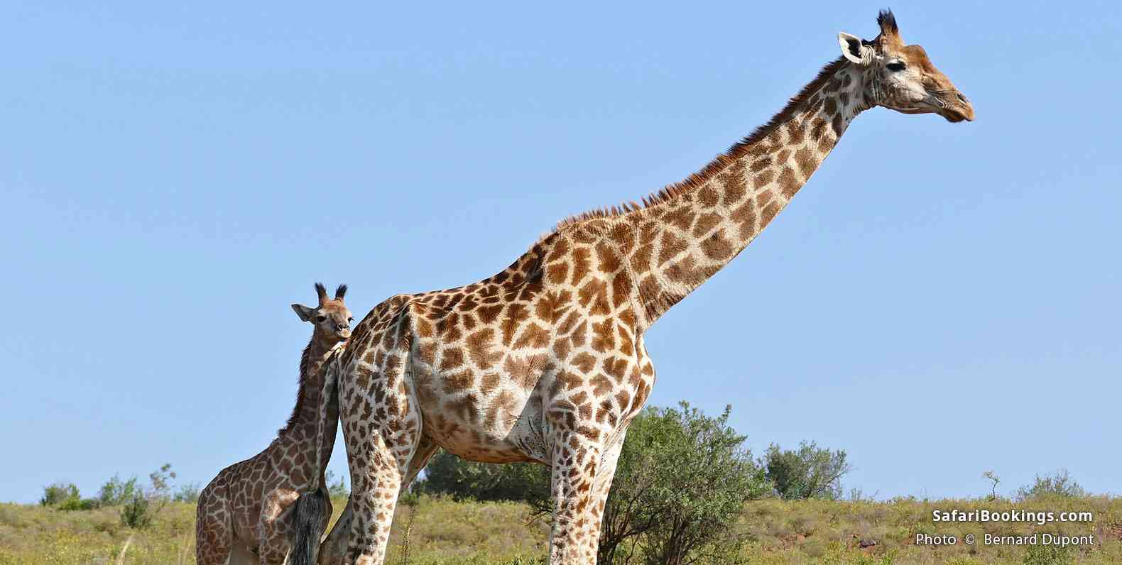 Giraffe with calf at Ithala game Reserve
