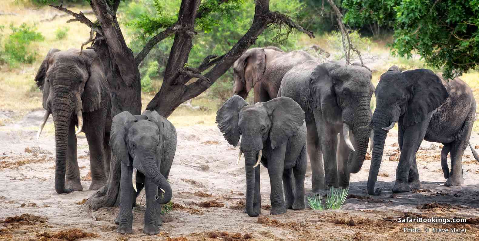 Tembe Elephants under a tree