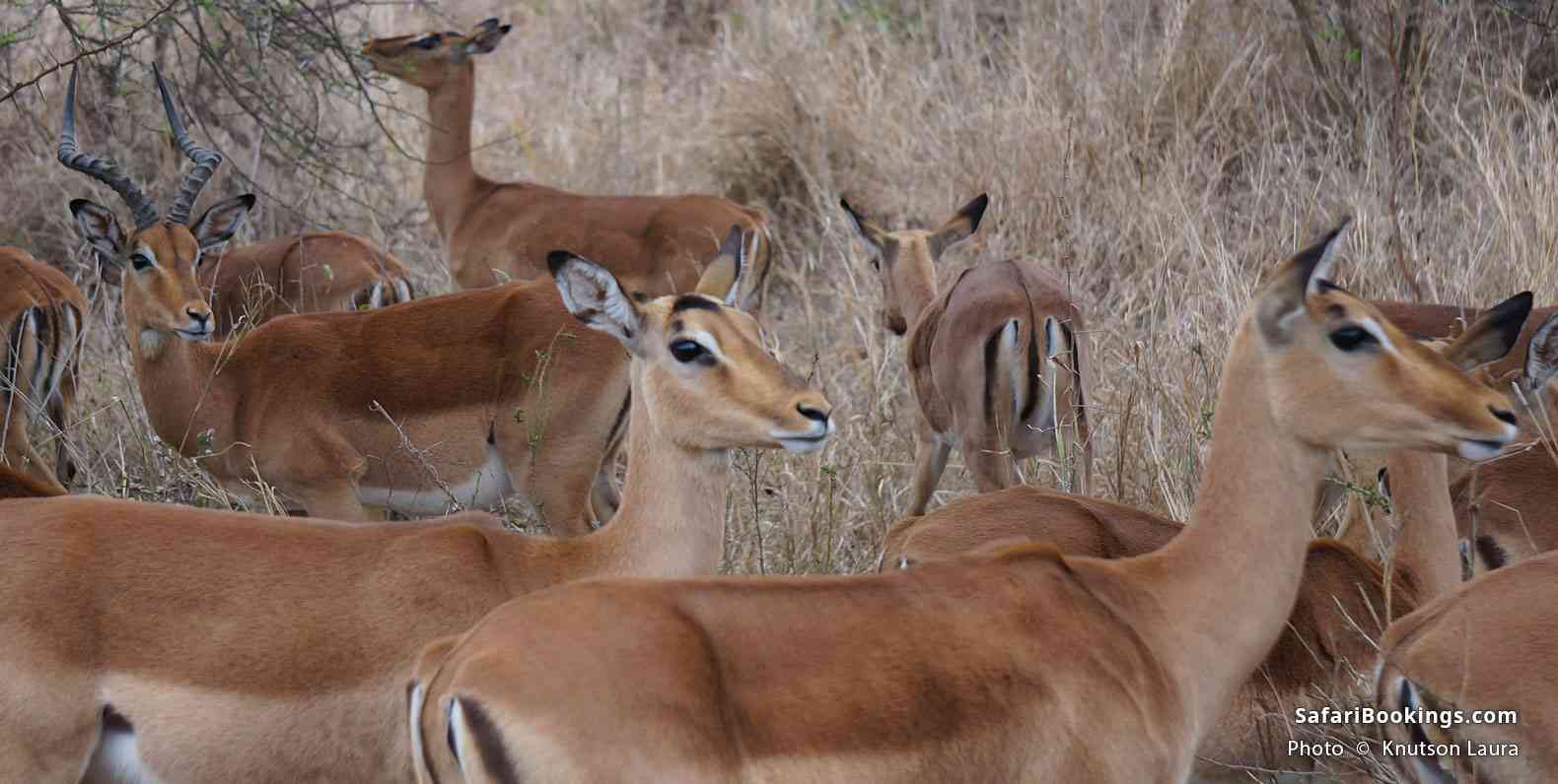 Zulu Nyala Safari