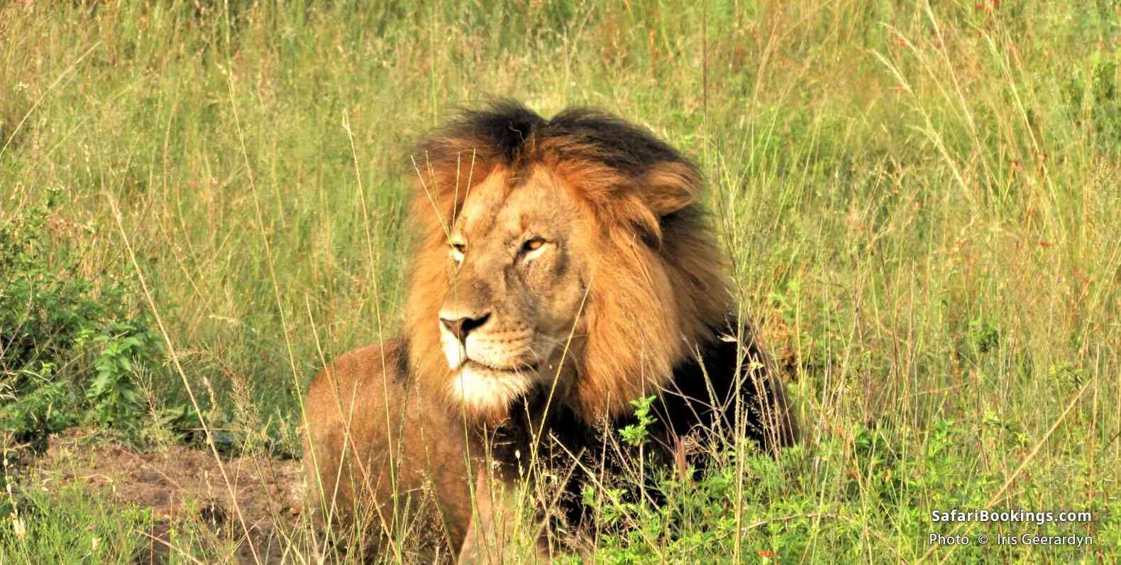 Lion at Nambiti Game Reserve