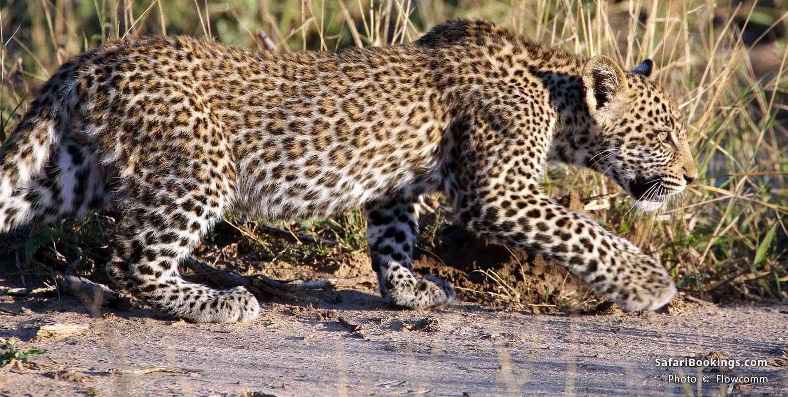 Leopard in MalaMala Game Reserve
