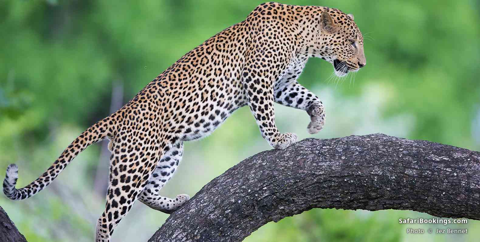 Leopard climbing a tree