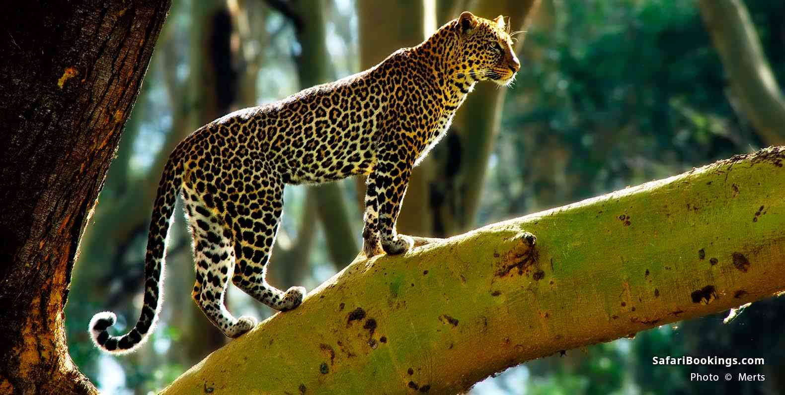 Leopard standing on a tree branch