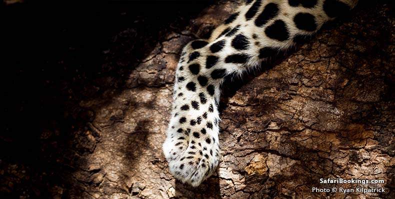 Leopard paw