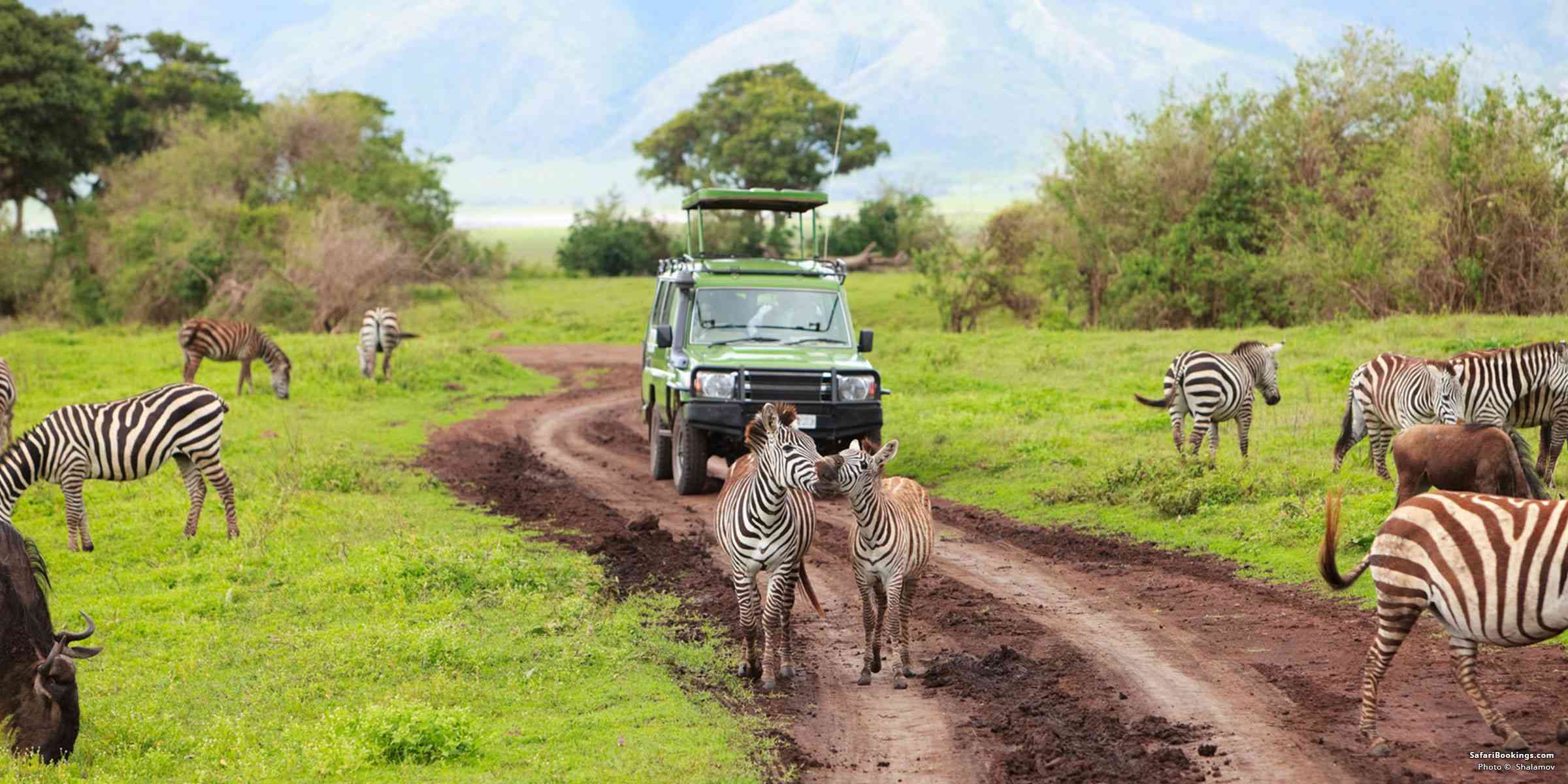 safari tanzania con bambini