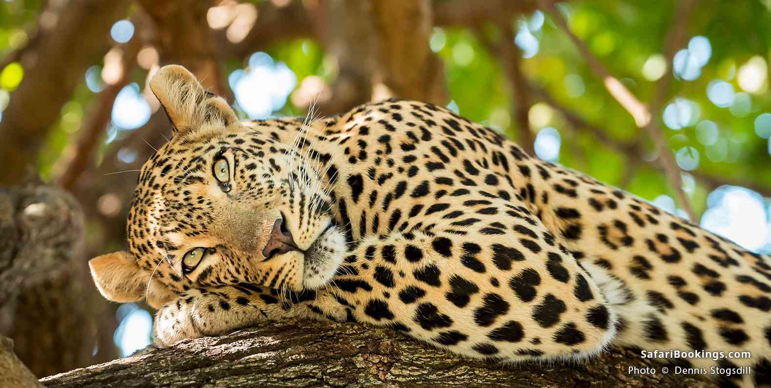 Leopard resting in a tree at Serengeti National Park