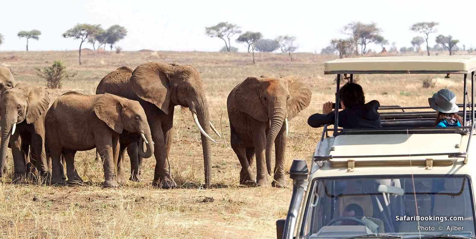 Travelers looking at elephants at Tarangire National Park