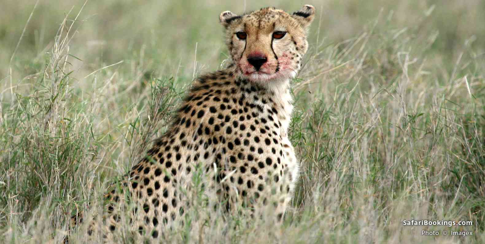 Cheetah at Serengeti National Park