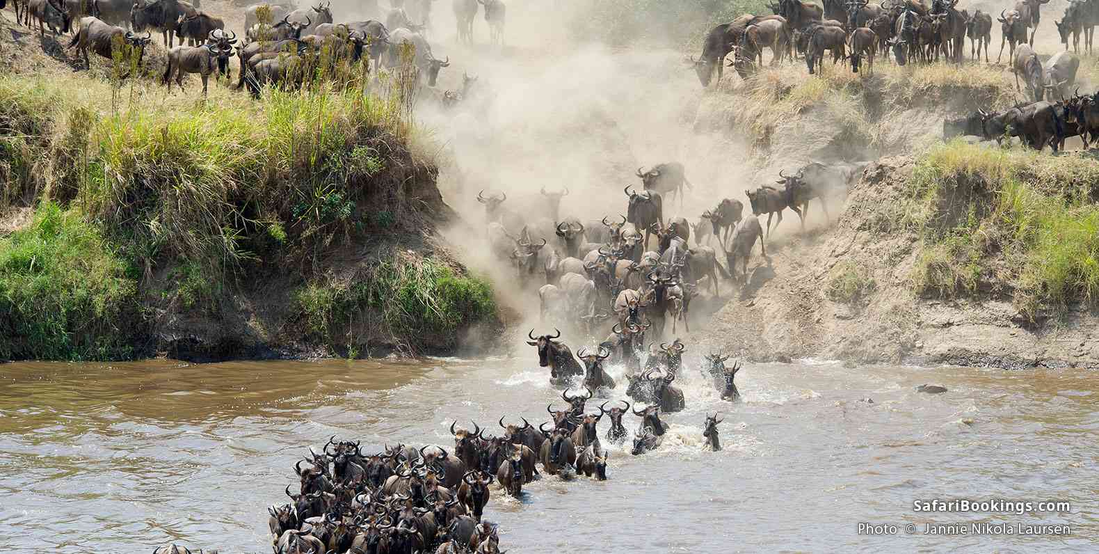 Wildebeest crossing the Mara River at Serengeti National Park