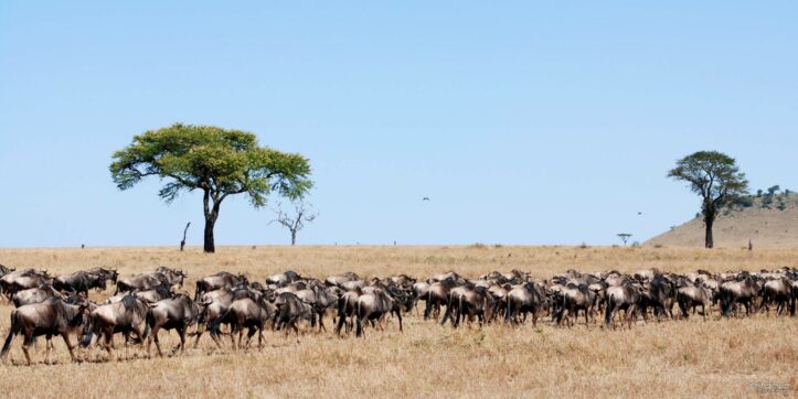 Masai Mara vs Serengeti – Which Park Should You Choose?
