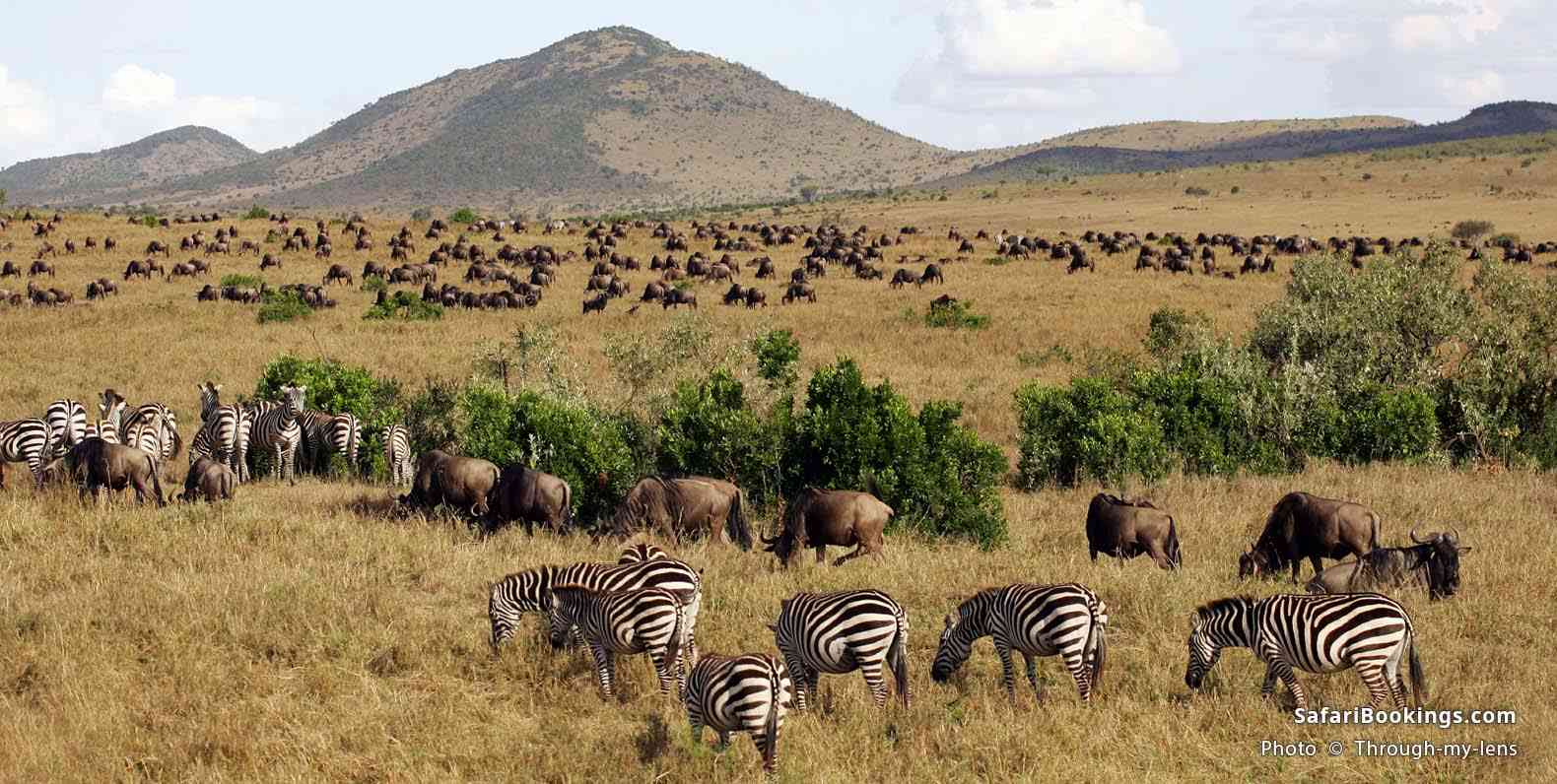 Zebras and wildebeest during the great migration at Masai Mara NR